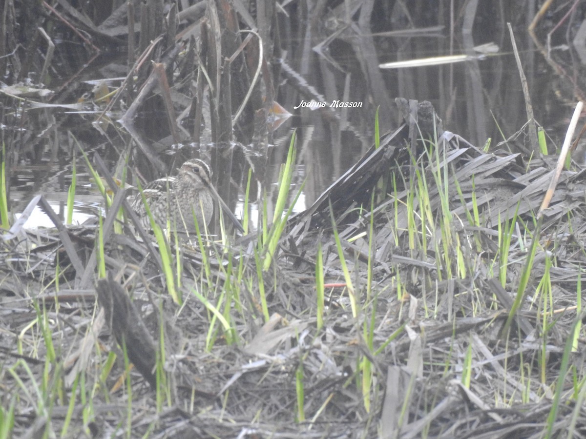 Wilson's Snipe - ML165890771