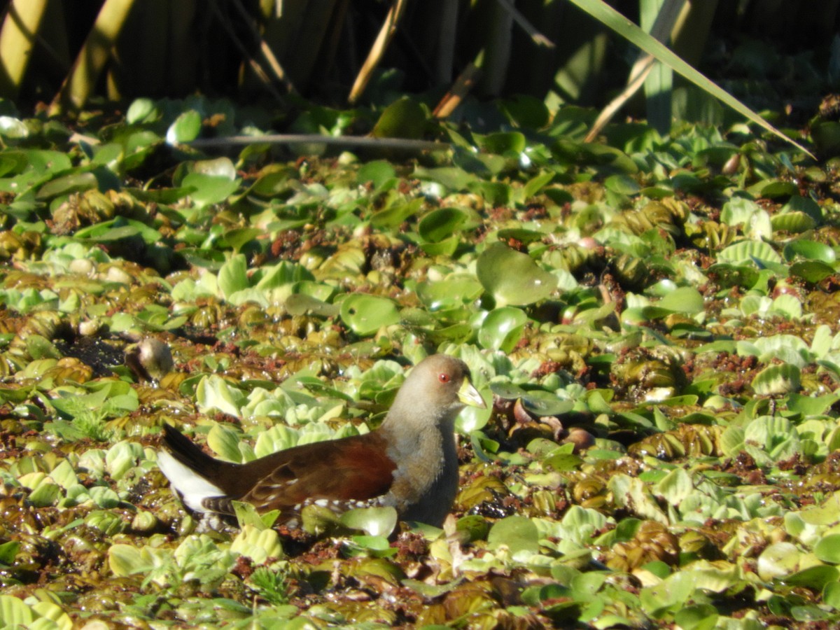 Spot-flanked Gallinule - Silvia Enggist