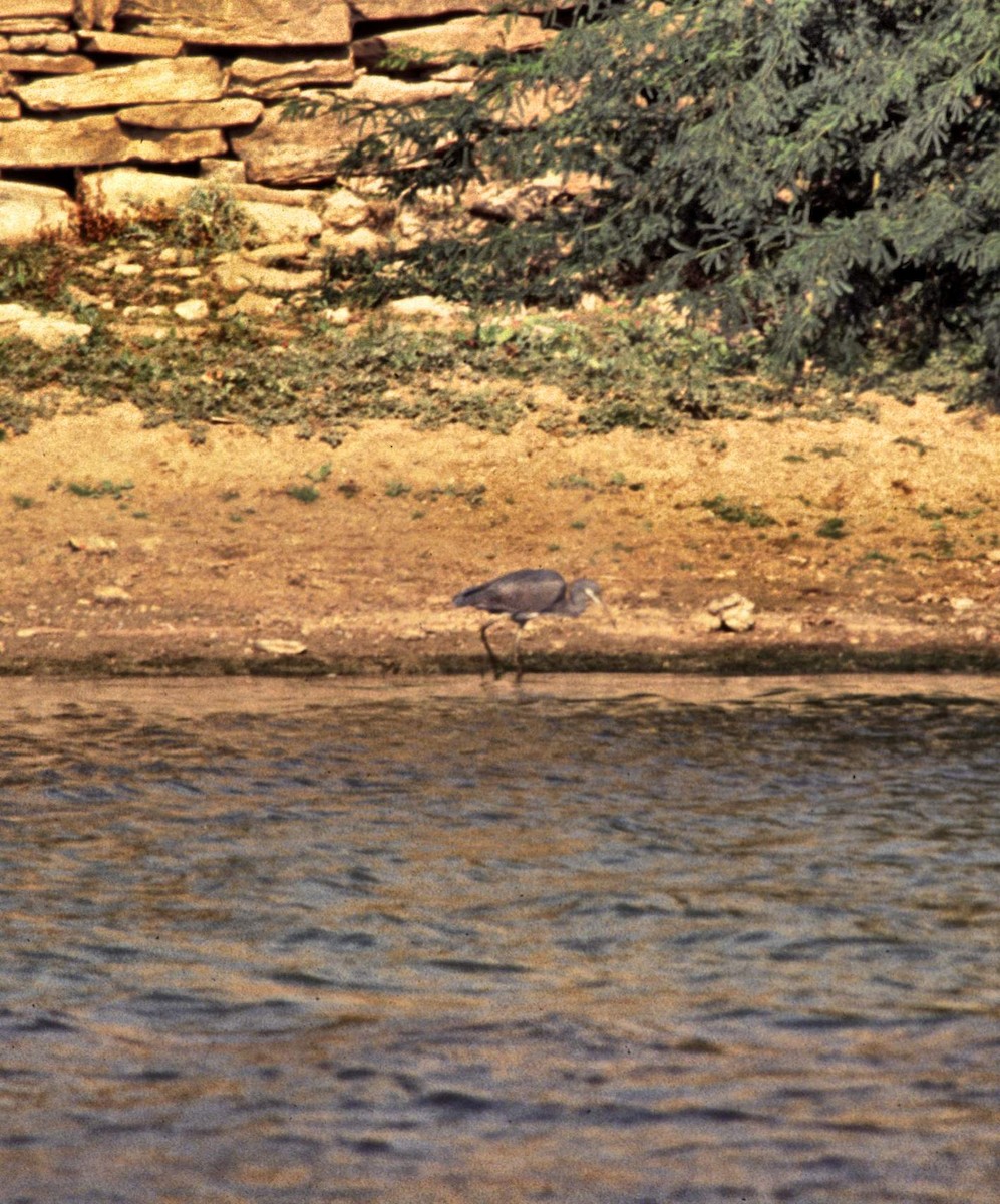 Western Reef-Heron - David Sutton