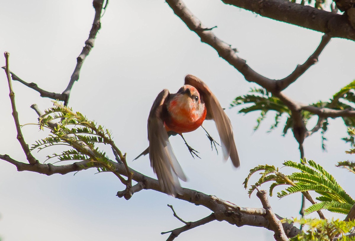 Vermilion Flycatcher - ML165892621