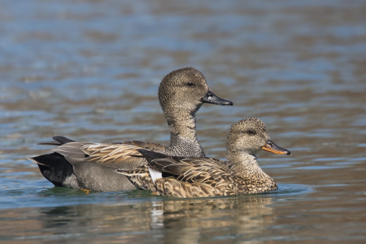 Gadwall - pierre martin