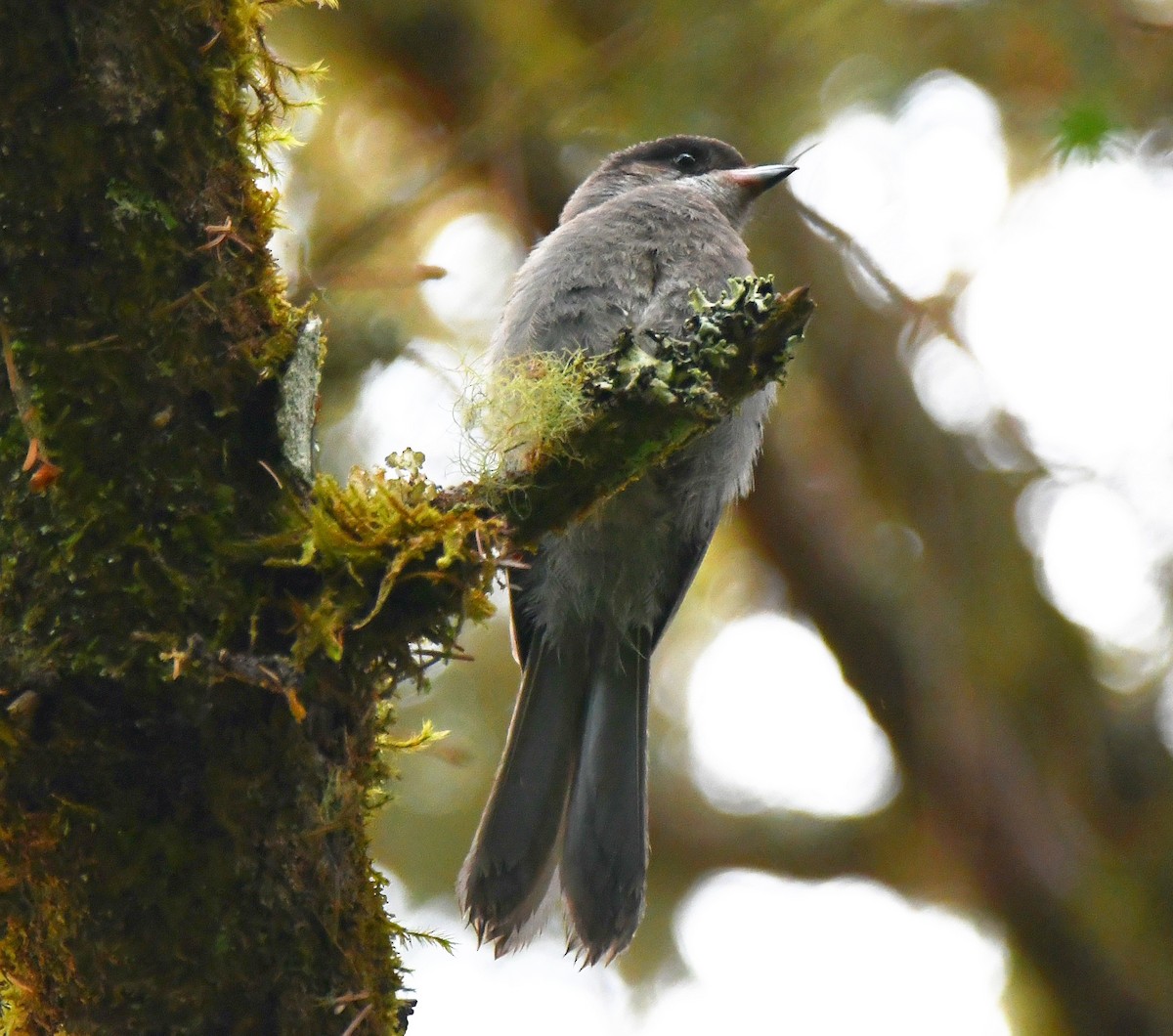 Canada Jay - Phil Pickering