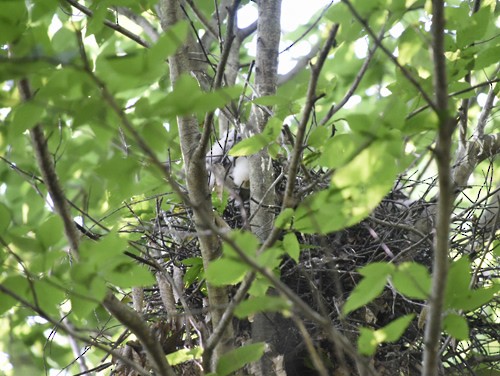 Cooper's Hawk - ML165896081