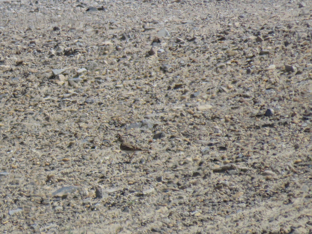 Asian Short-toed Lark - ML165896541