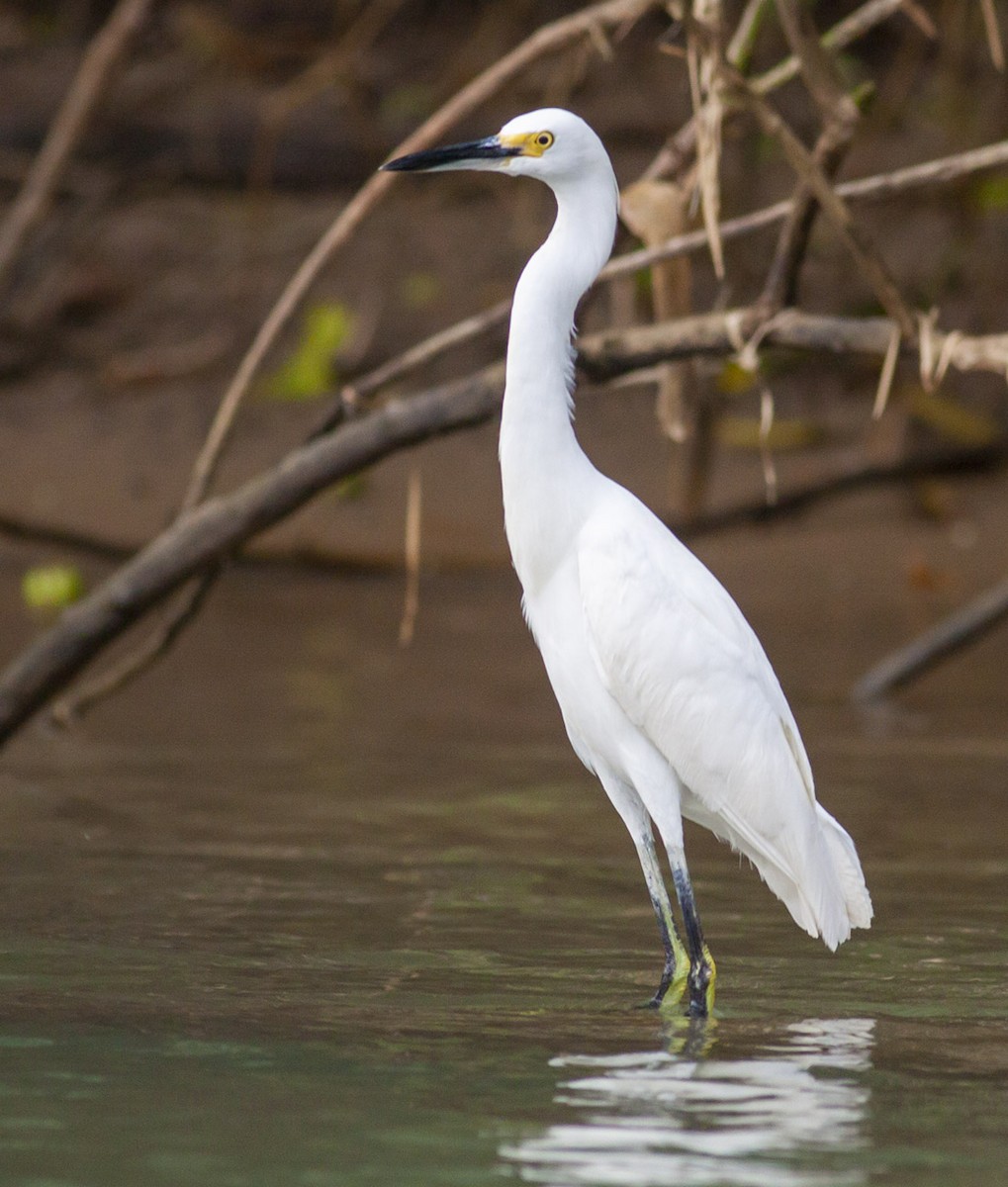 Snowy Egret - ML165897621