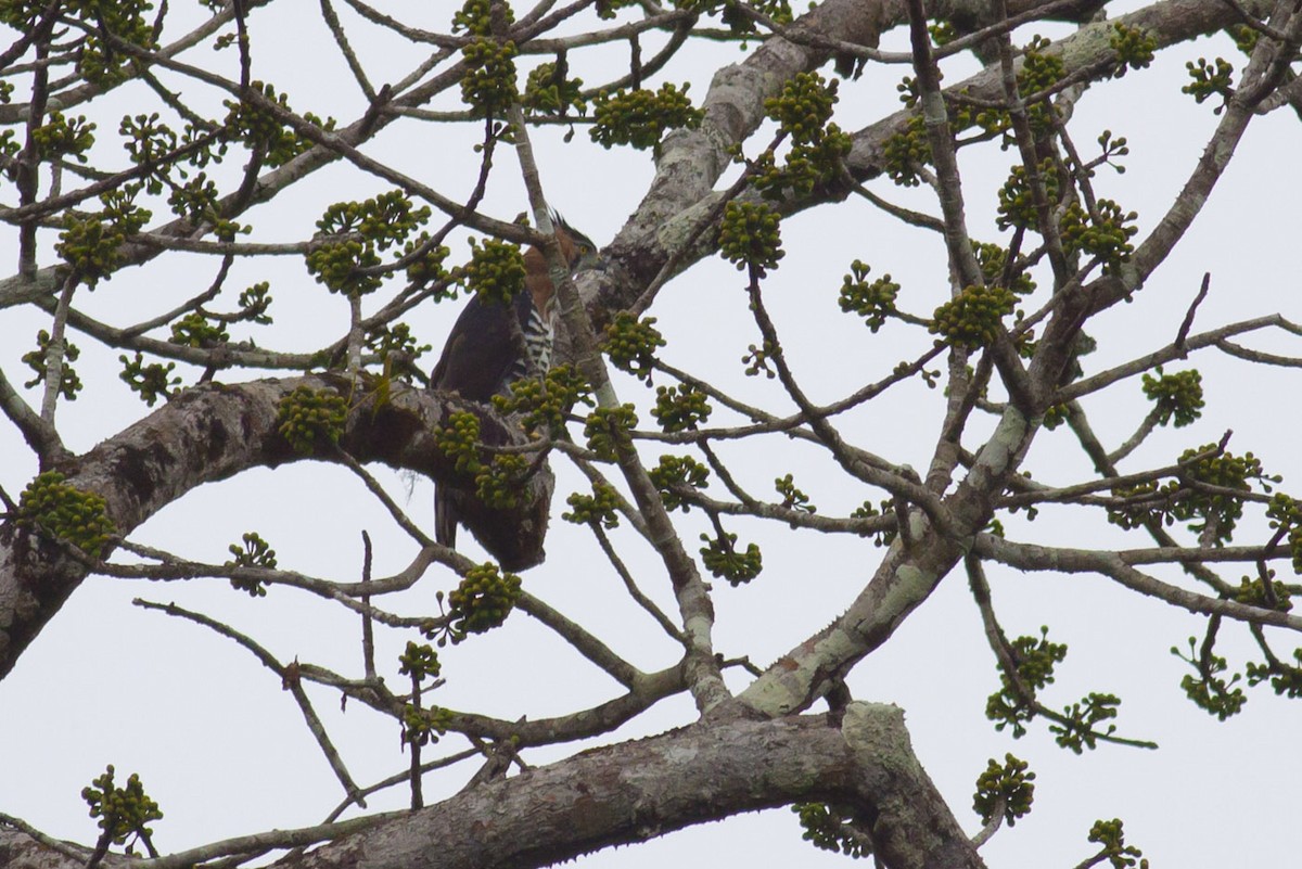 Águila Galana - ML165897661