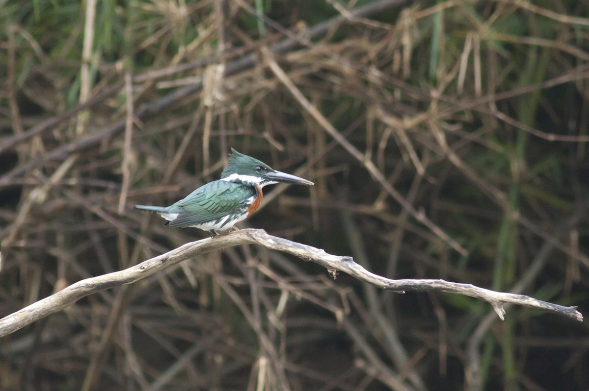 Martin-pêcheur d'Amazonie - ML165897871