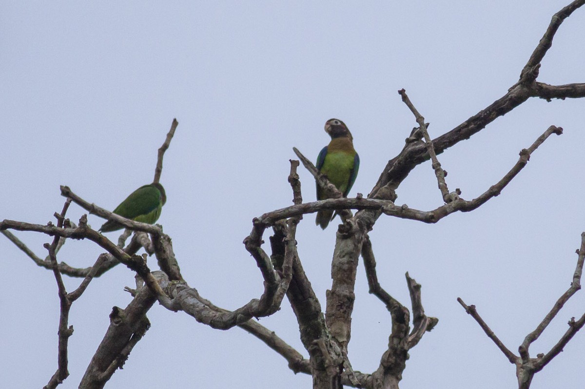 Brown-hooded Parrot - ML165898141