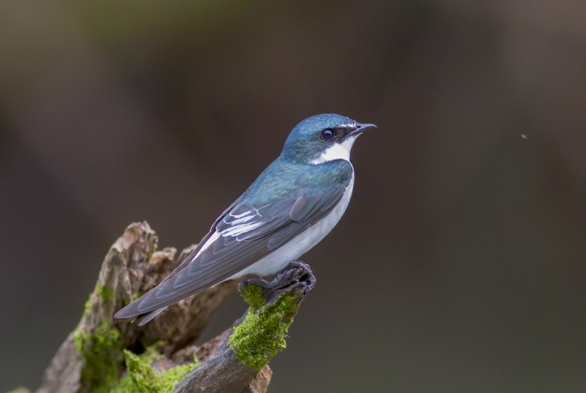 Mangrove Swallow - ML165898241