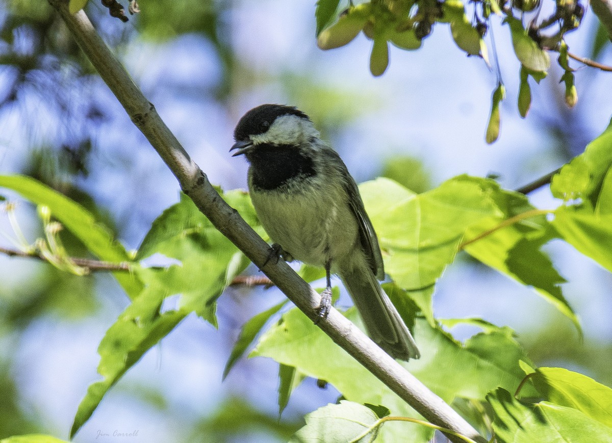 Black-capped Chickadee - ML165898931