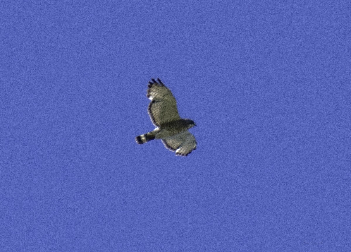 Broad-winged Hawk - ML165898971