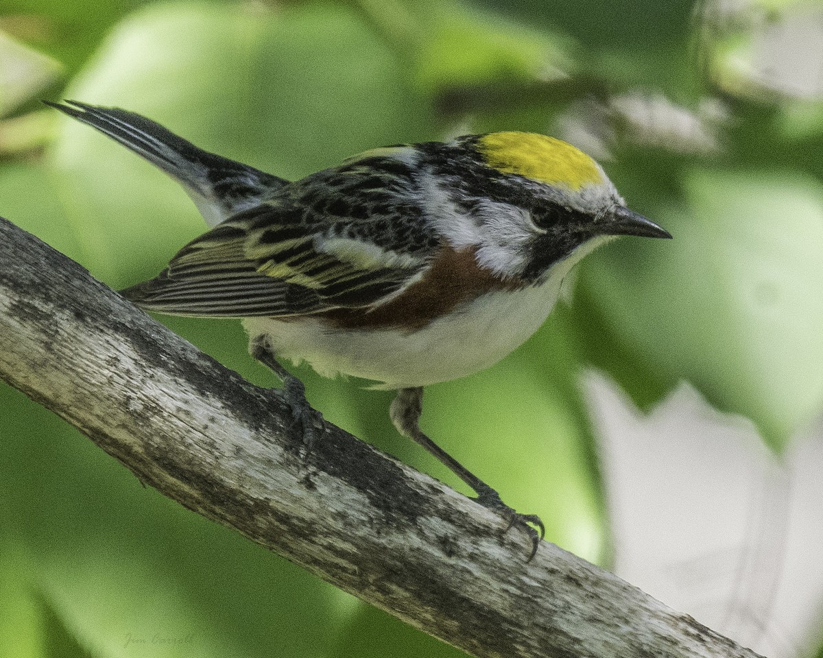 Chestnut-sided Warbler - ML165898991