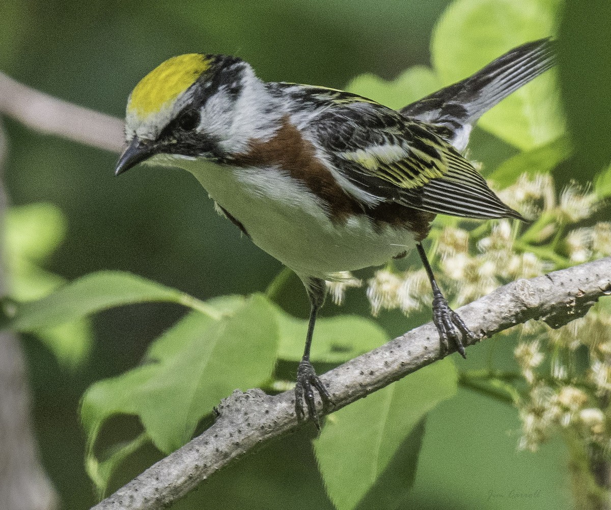 Chestnut-sided Warbler - ML165899021