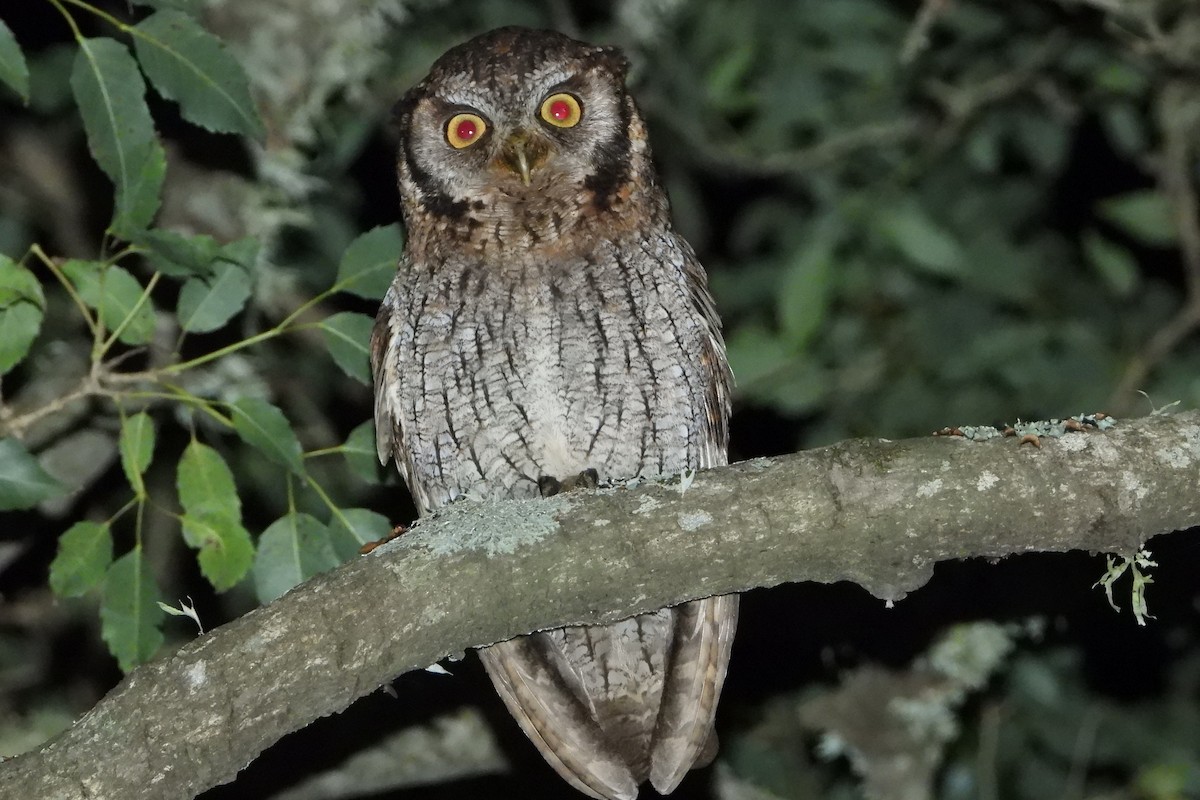 Tropical Screech-Owl - Ricardo Battistino
