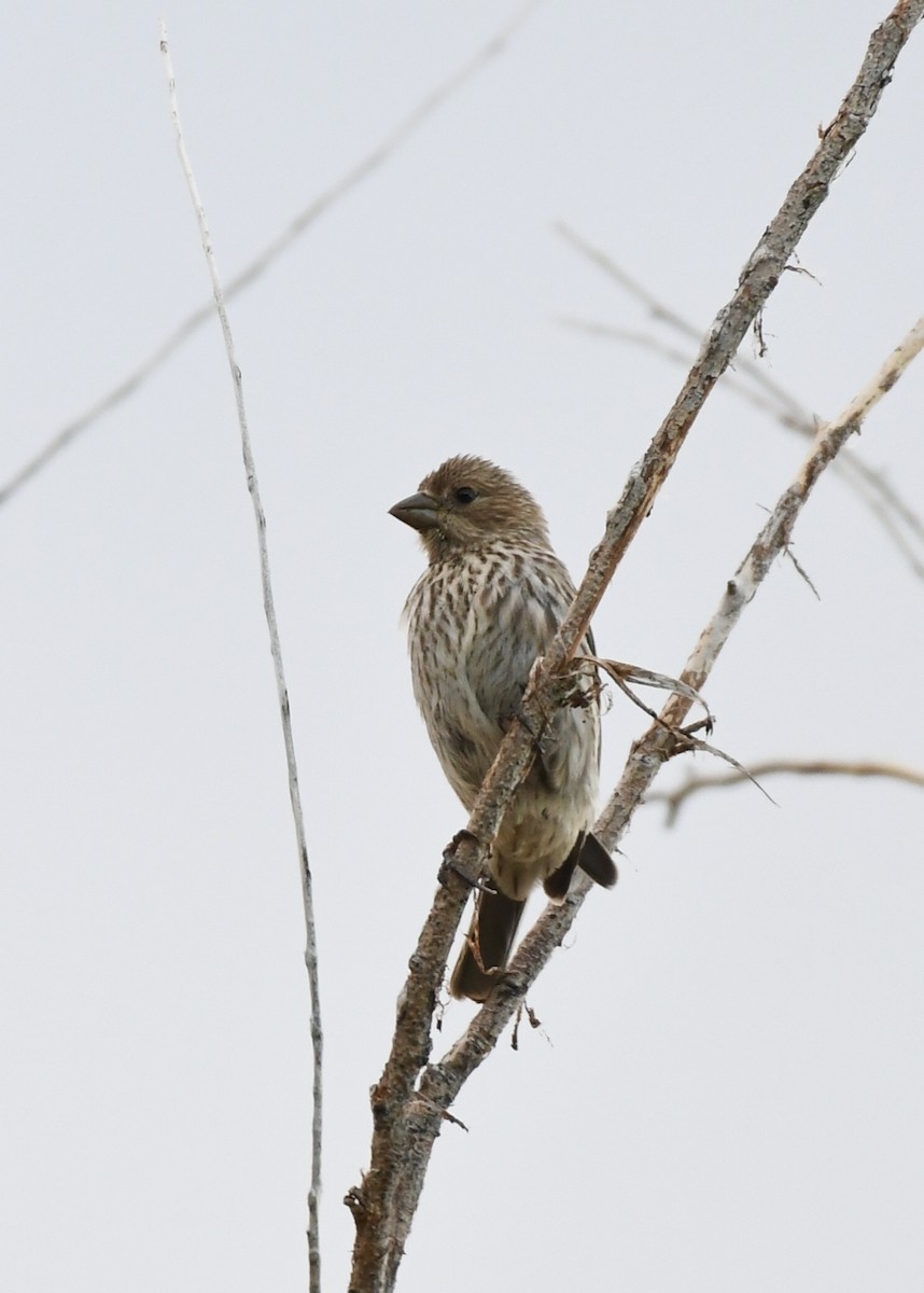 House Finch - ML165899071