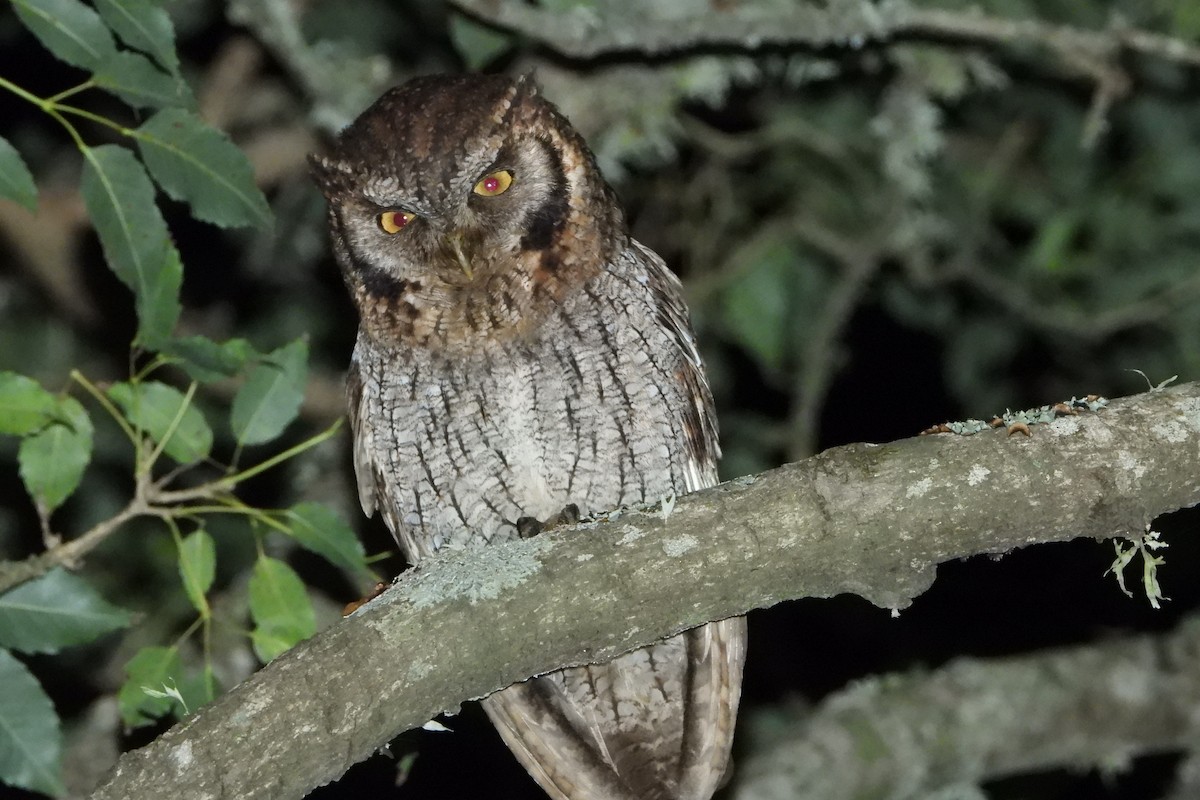 Tropical Screech-Owl - Ricardo Battistino