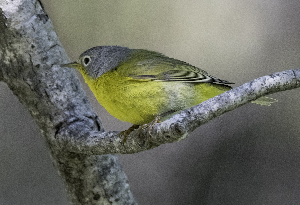 Nashville Warbler - ML165899151