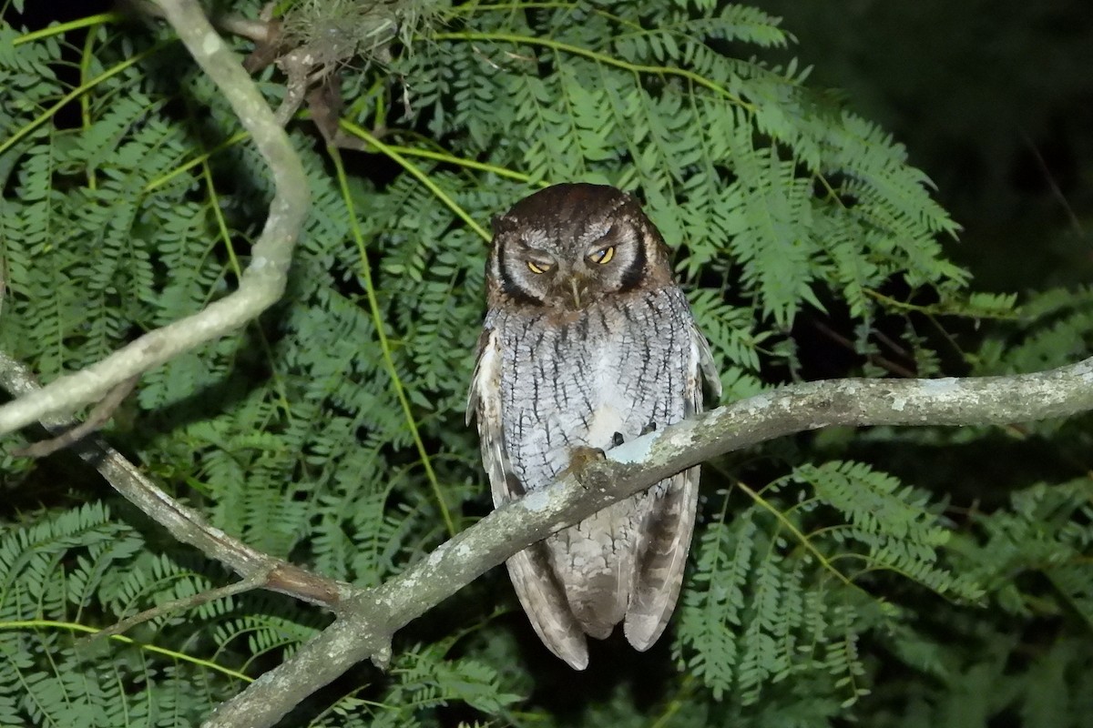 Tropical Screech-Owl - ML165899171