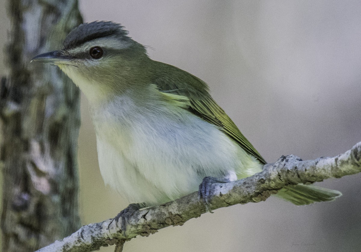 Red-eyed Vireo - ML165899201