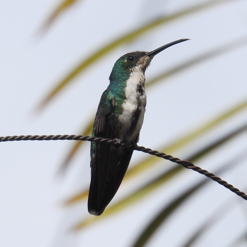 Green-breasted Mango - Fernando Nunes