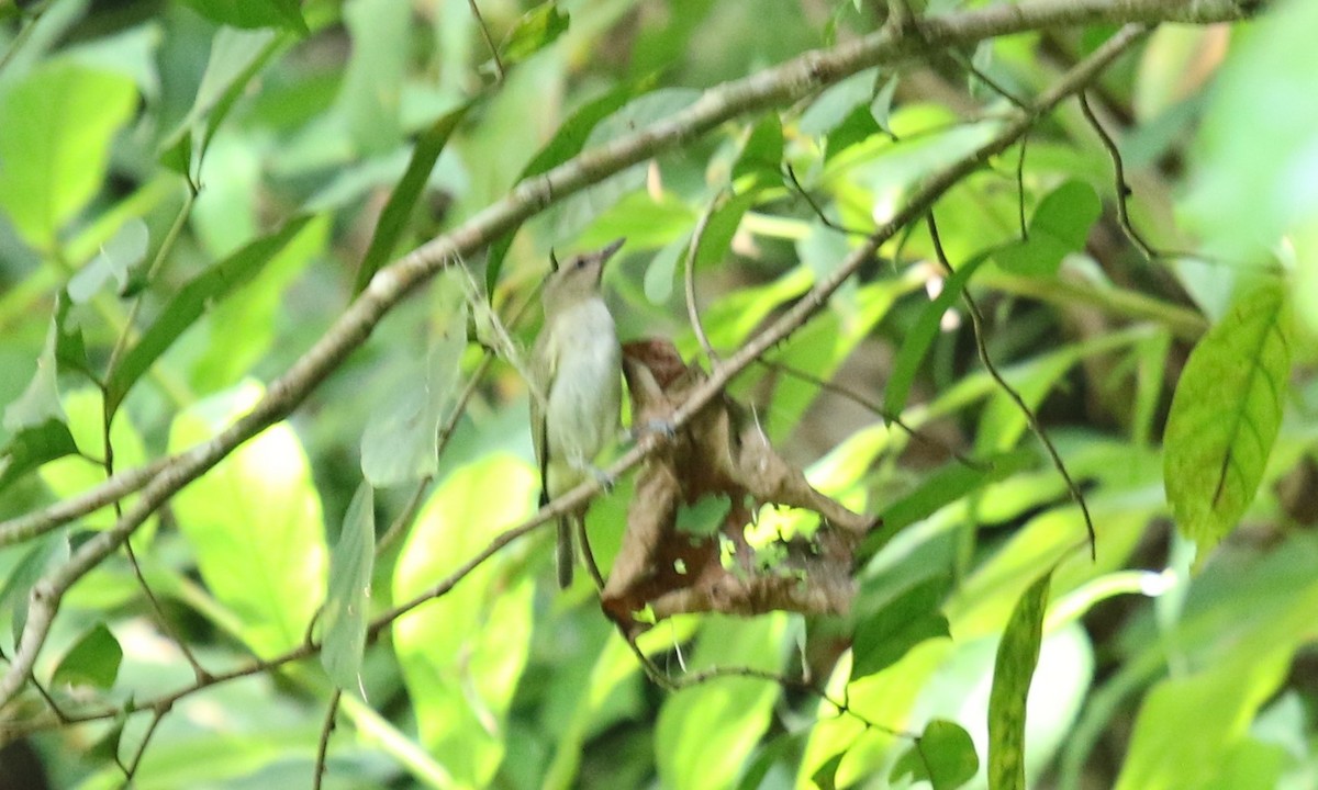 Black-whiskered Vireo - ML165900601