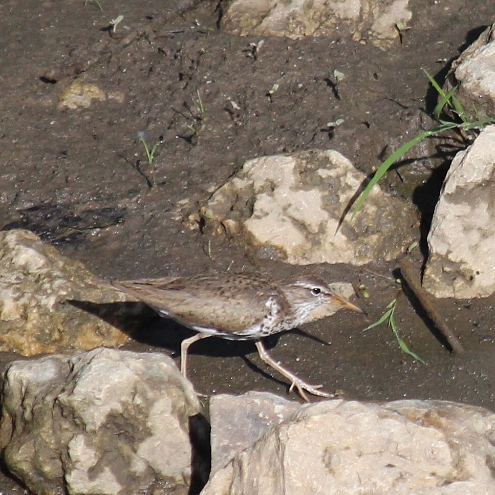 Spotted Sandpiper - Jennifer  Day