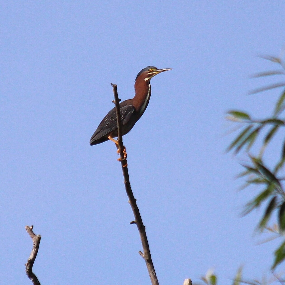 Green Heron - Jennifer  Day