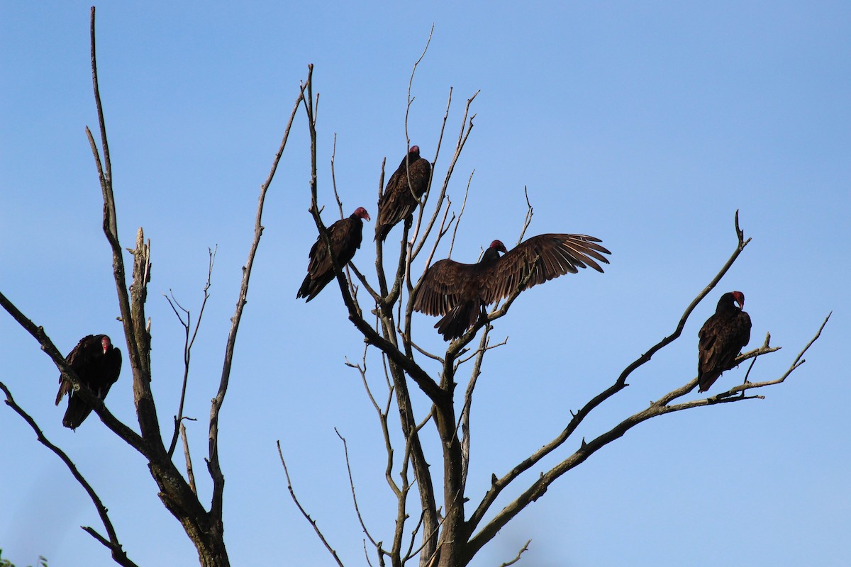 Turkey Vulture - ML165903961