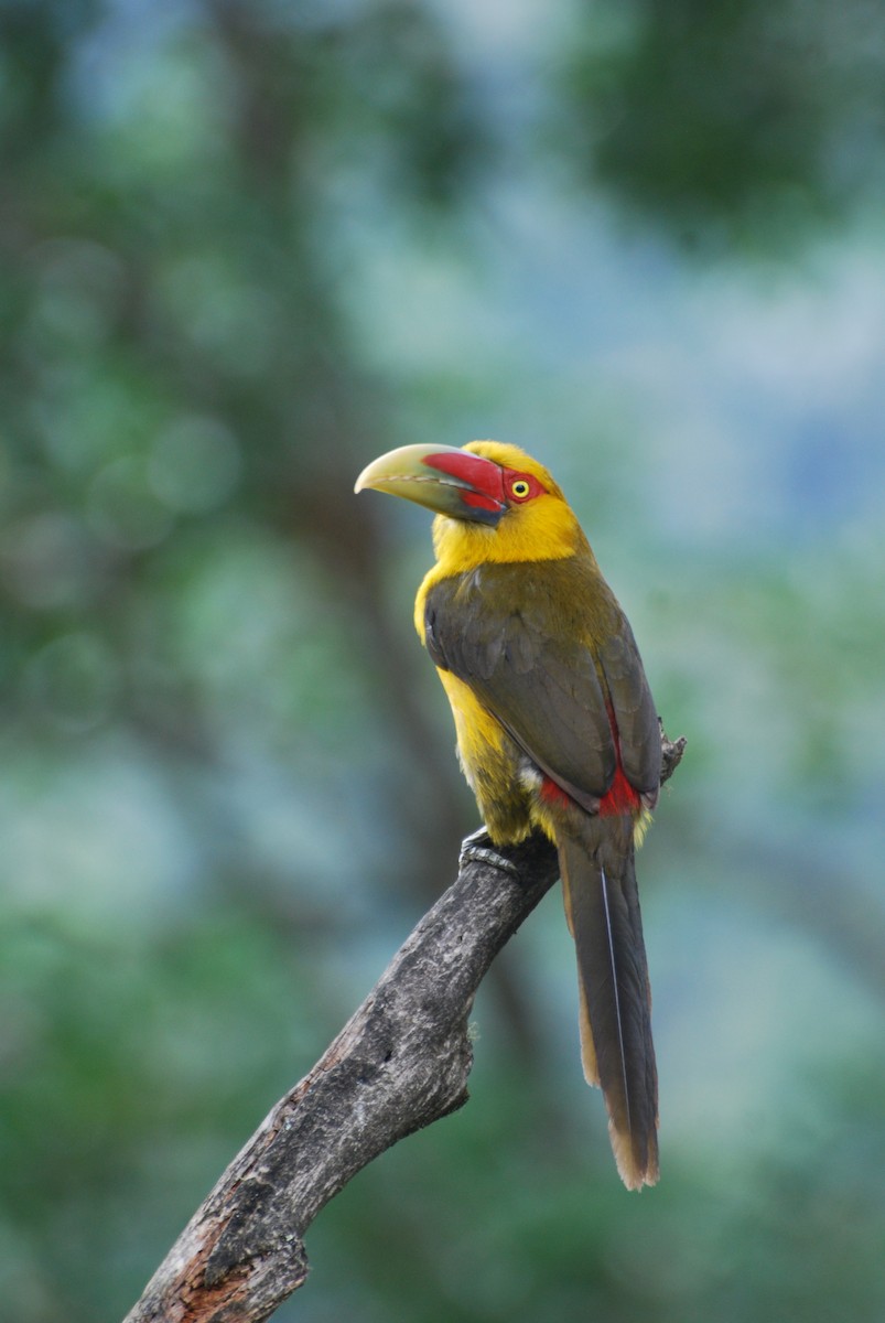 Saffron Toucanet - Butch Carter