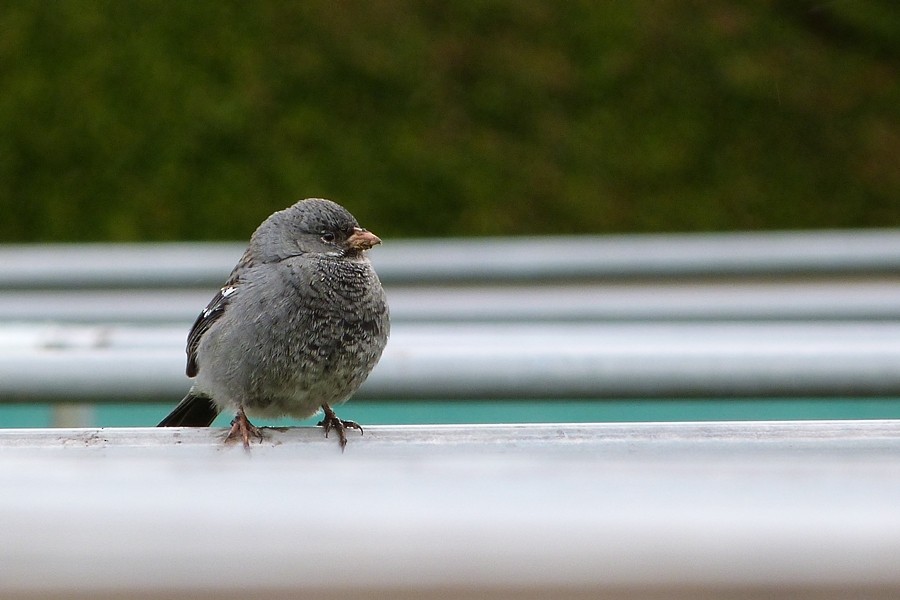 Mourning Sierra Finch - ML165904371