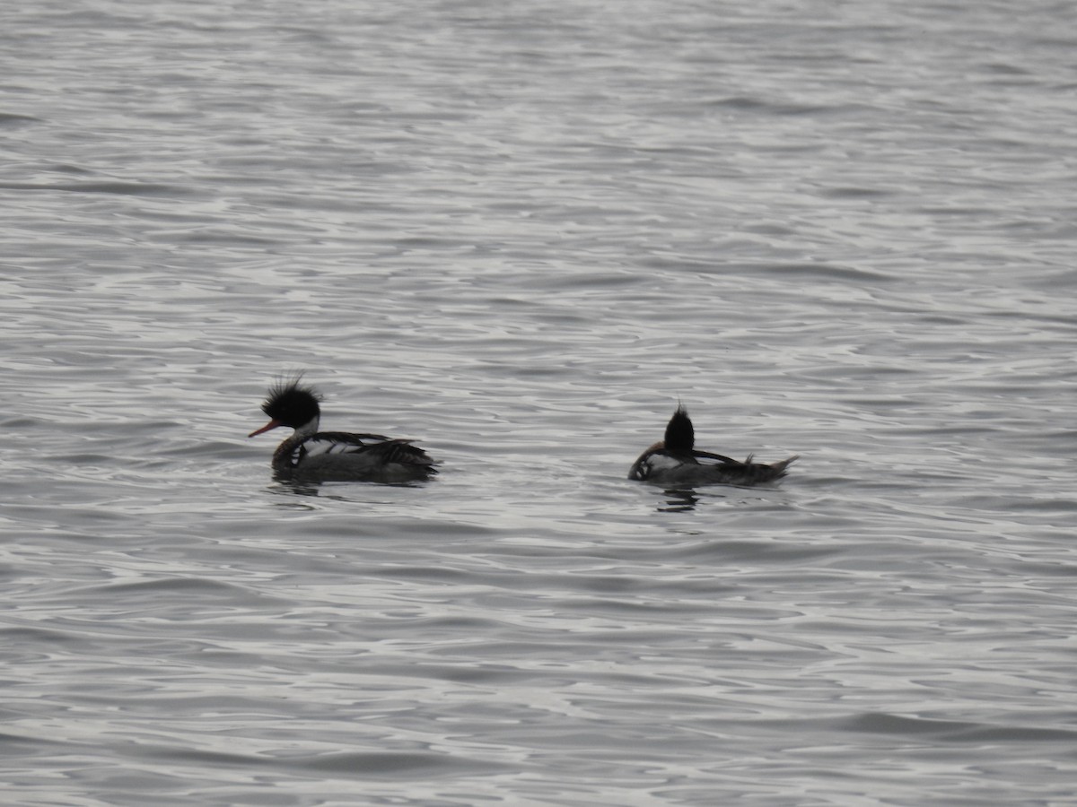 Red-breasted Merganser - ML165904441