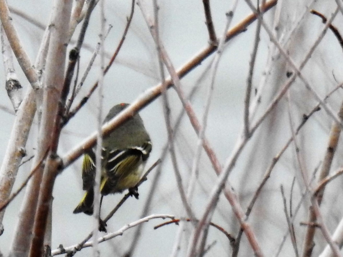 Ruby-crowned Kinglet - ML165904541