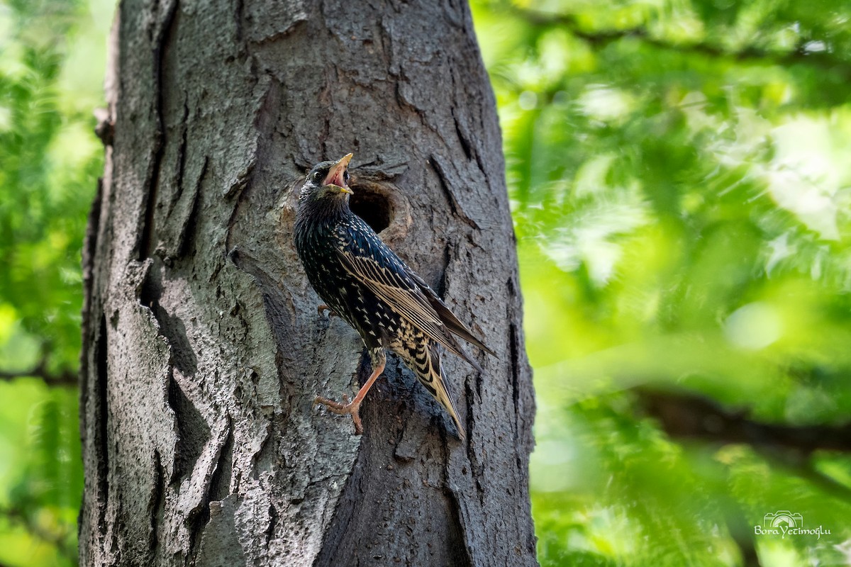 European Starling - ML165904741