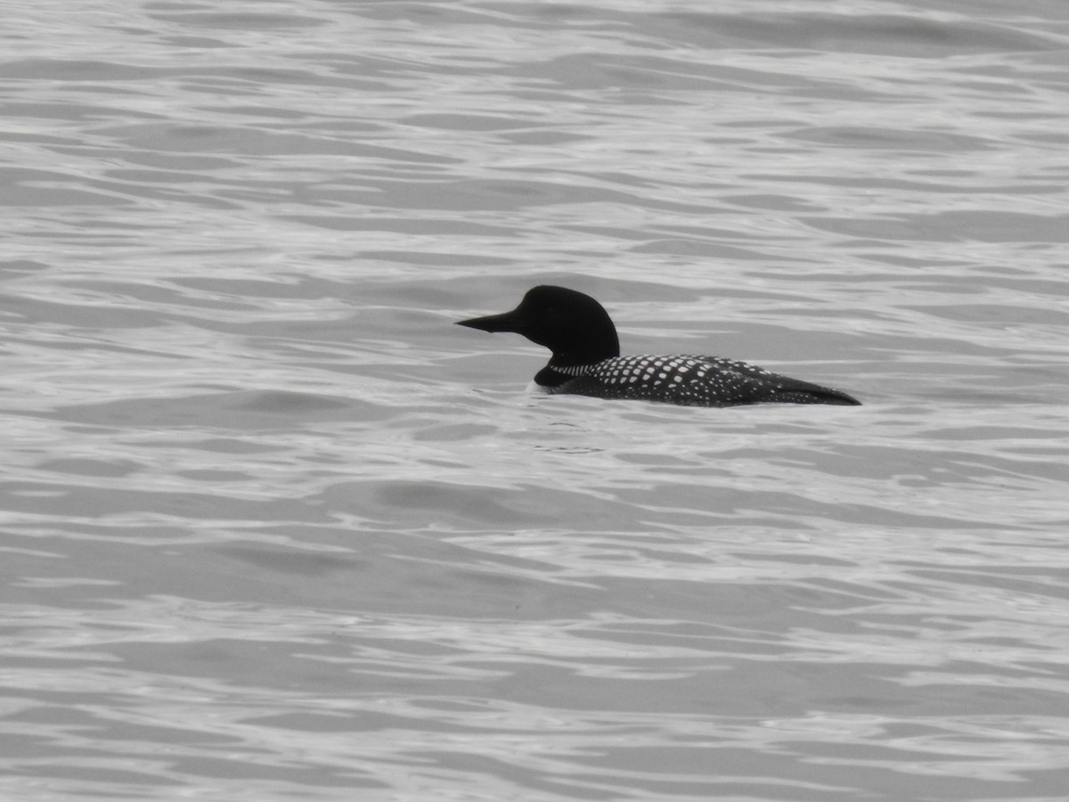 Common Loon - Sara Masuda