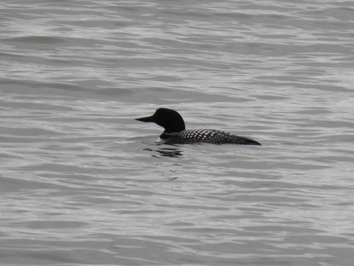 Plongeon huard - ML165904771