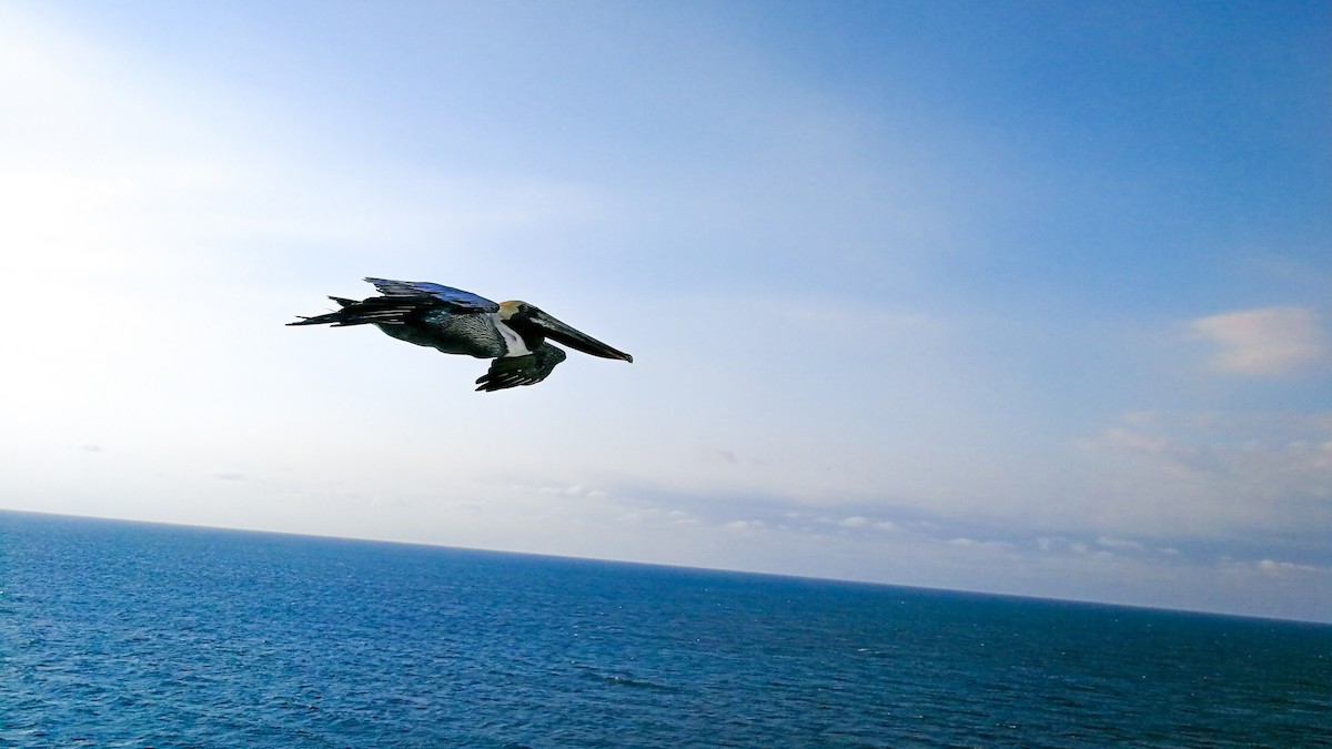 Brown Pelican (Southern) - ML165905311