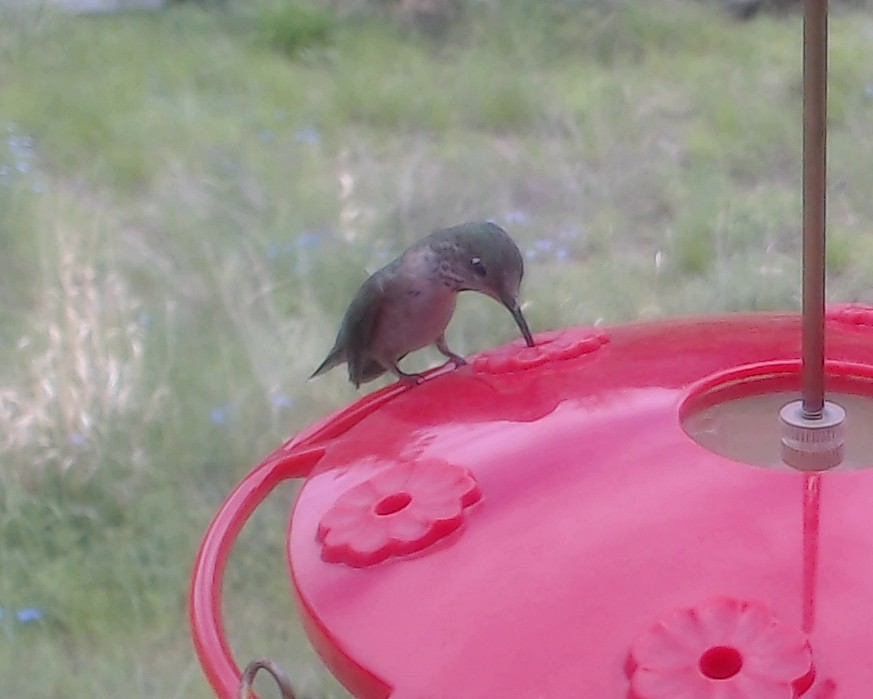 Broad-tailed Hummingbird - ML165905801