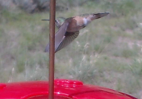Broad-tailed Hummingbird - ML165905811