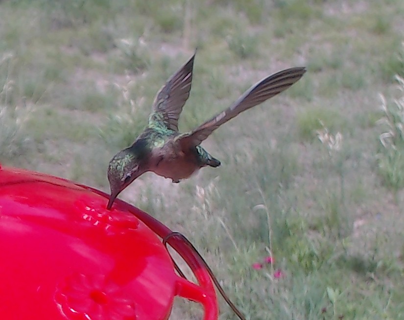 Broad-tailed Hummingbird - ML165905831