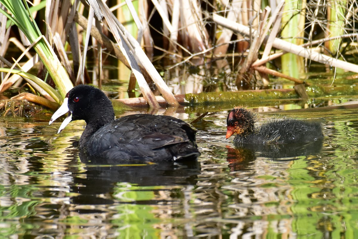 American Coot - ML165906151