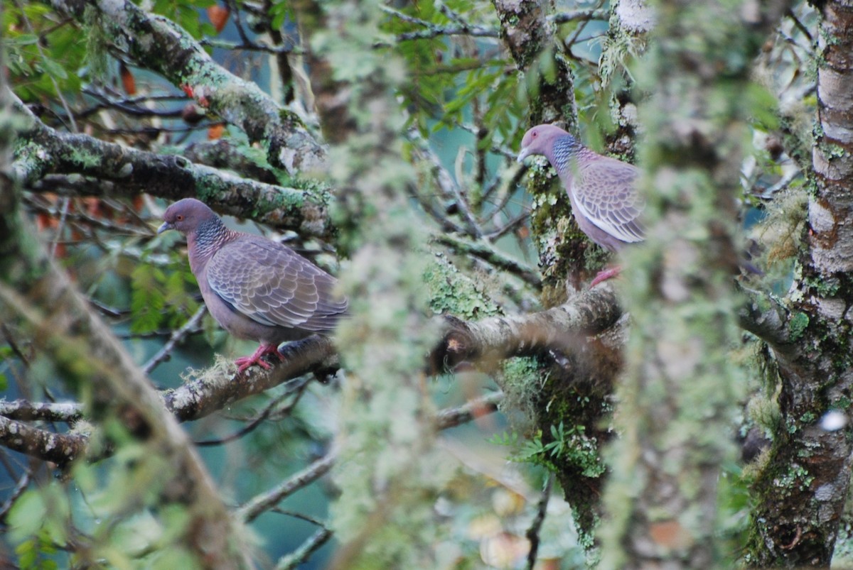 Picazuro Pigeon - Butch Carter