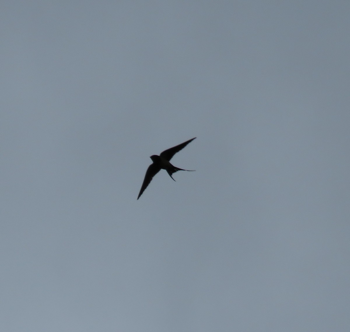 Barn Swallow - Carol Spease