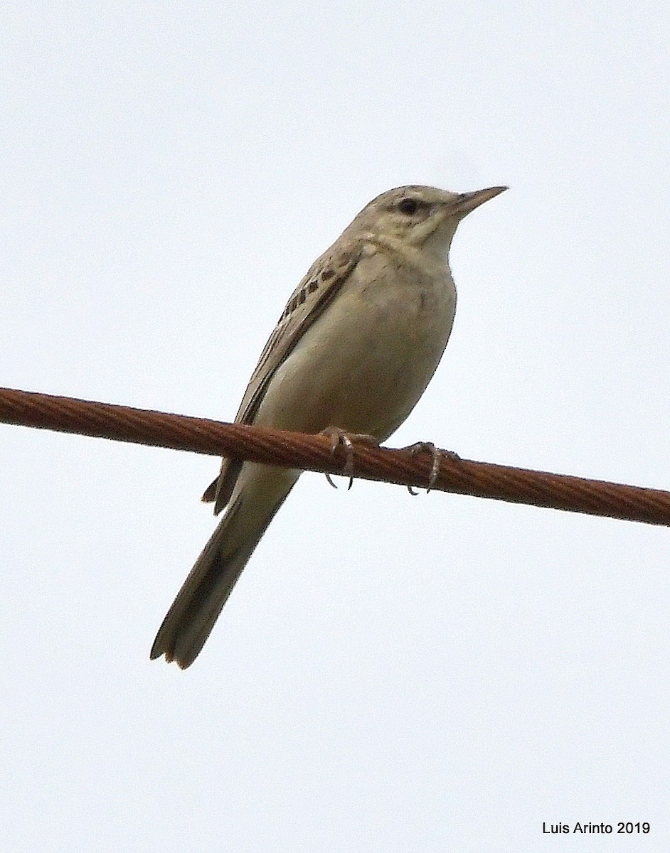 Tawny Pipit - ML165913921