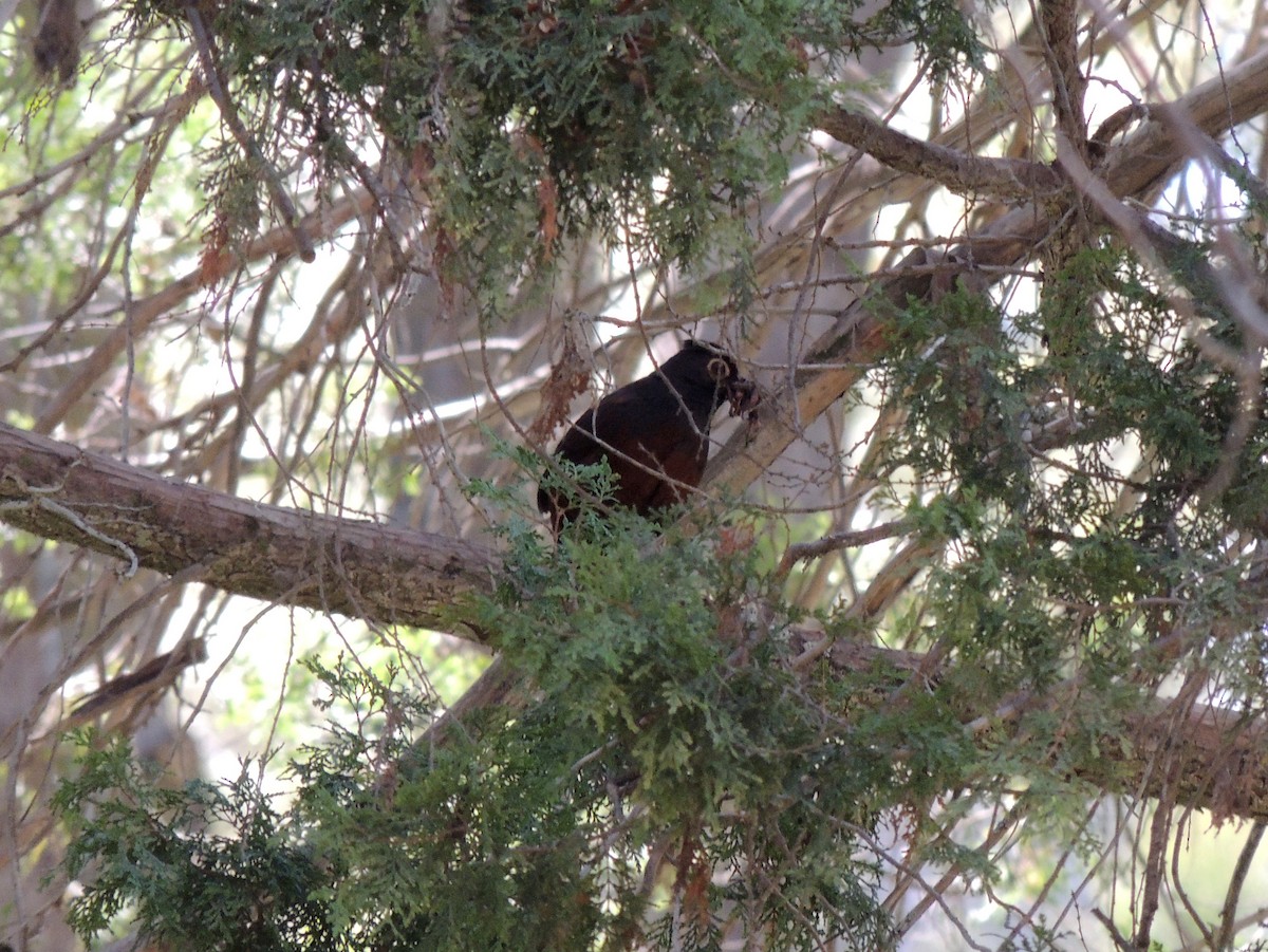 Schwarzkehltapaculo - ML165914221