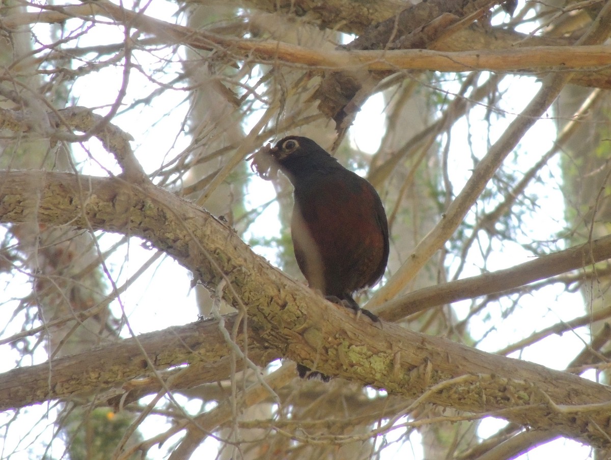 Black-throated Huet-huet - ML165914311