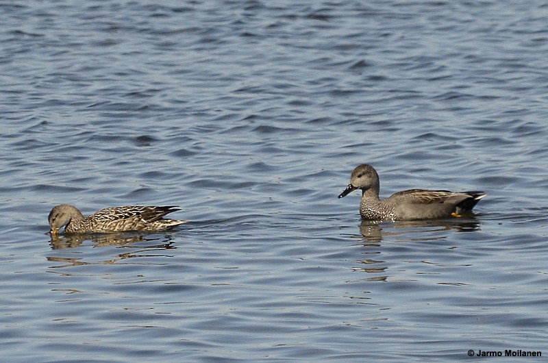 Gadwall - Jarmo Moilanen