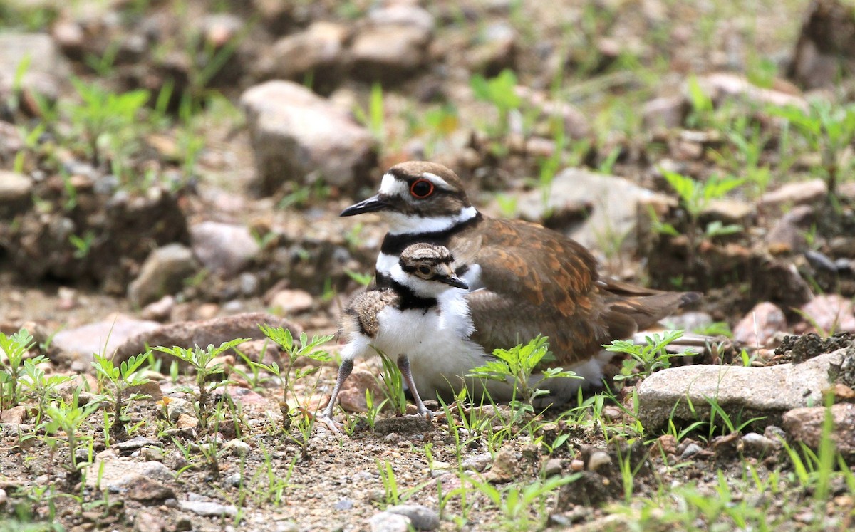 Killdeer - Diane St-Jacques