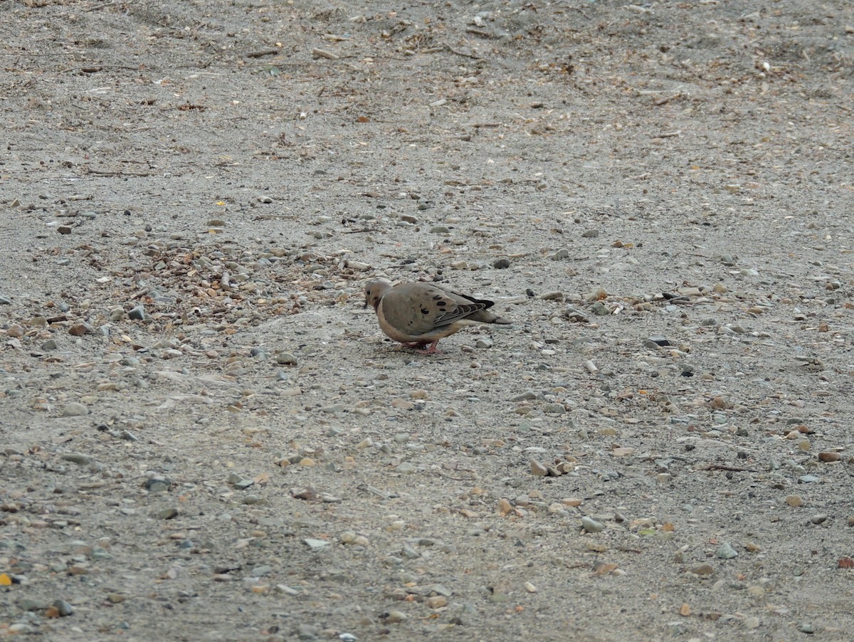 Eared Dove - ML165916121