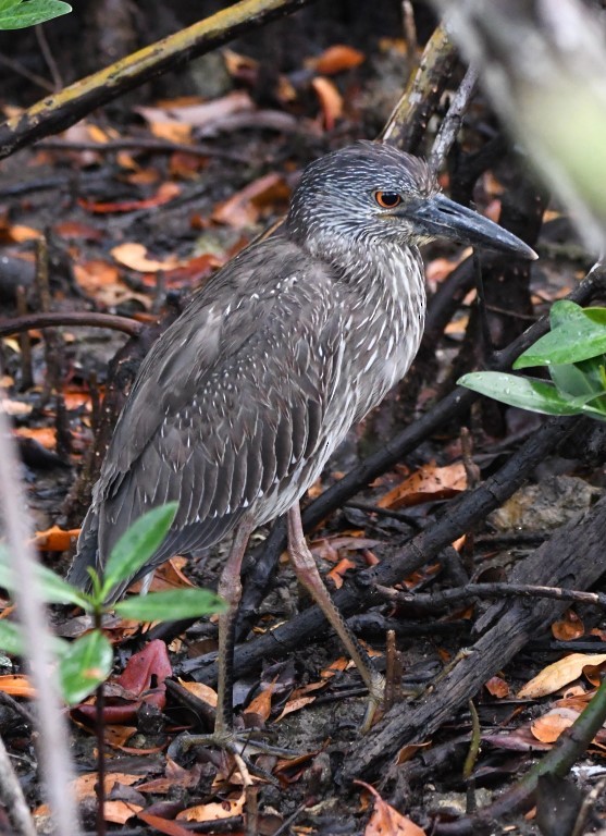 Yellow-crowned Night Heron - Steve Davis