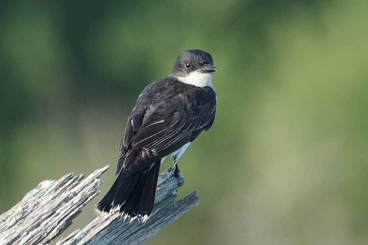 Eastern Kingbird - ML165917051